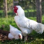 La magnifique Poule Azur : Beauté à plumes et pondeuse dévouée