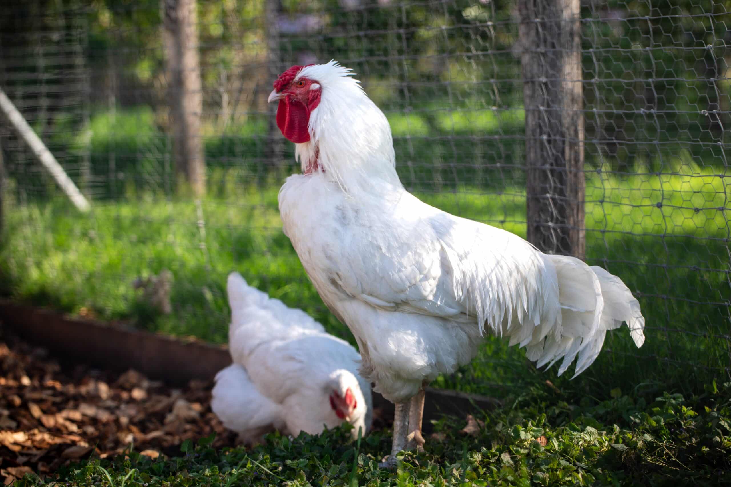 La magnifique Poule Azur : Beauté à plumes et pondeuse dévouée