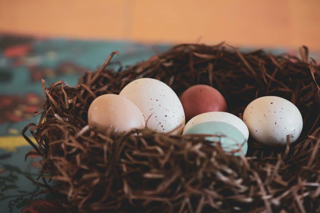 Les poules Azur, des pondeuses fiables